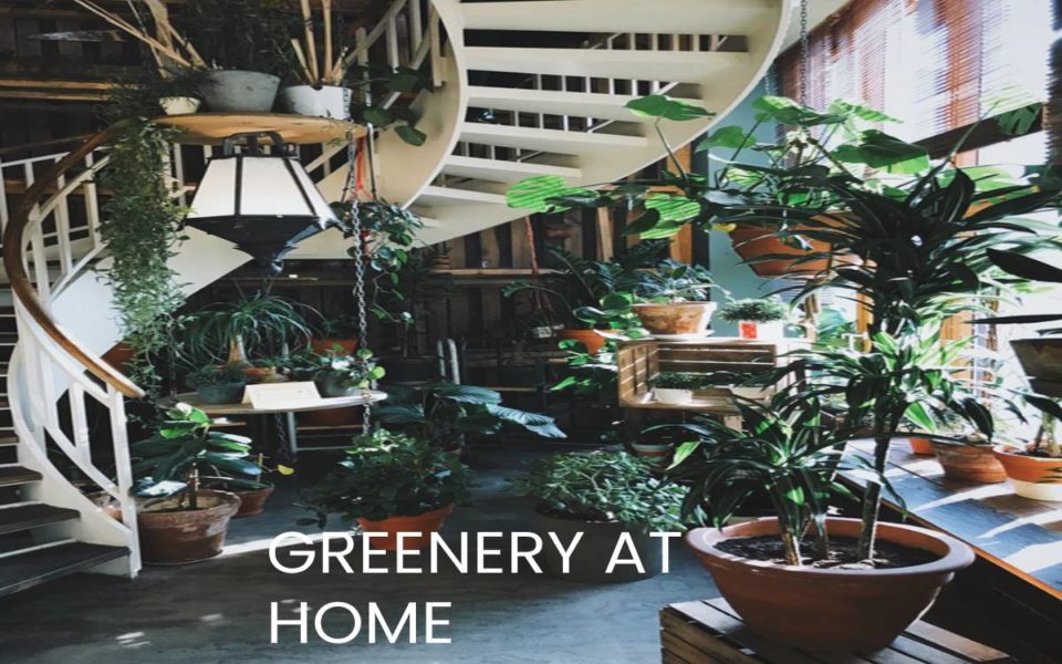 Greenery at home