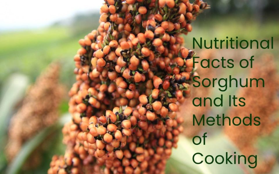 Nutritional Facts of Sorghum and Its Methods of Cooking