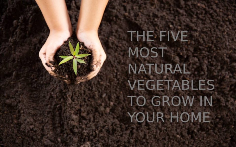 THE FIVE MOST NATURAL VEGETABLES TO GROW IN YOUR HOME