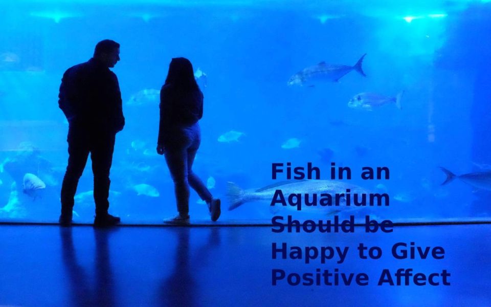 Fish in an Aquarium should be Happy to Give Positive Affect