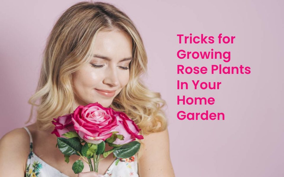 Tricks for Growing Rose Plants in Your Home Garden