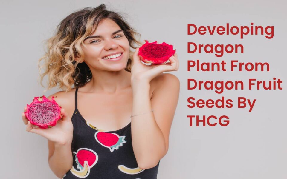 Developing Dragon Fruit From Dragon Fruit Seeds By THCG