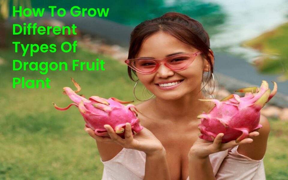 How To Grow Different Types Of Dragon Fruit Plant