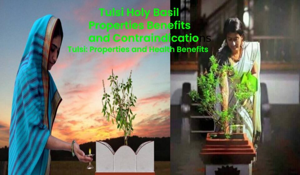 Tulsi Properties and Health Benefits